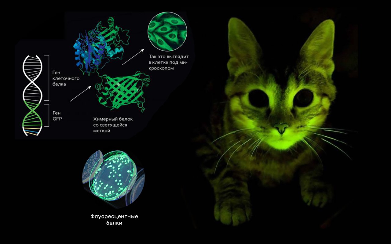 Называют обладают флюоресцируют. Светящиеся в темноте коты генная инженерия. Флуоресцентные кошки. Светящиеся котики. Светящиеся в темноте коты.